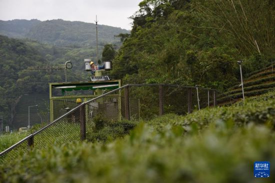 工作人员在新北市坪林区大林里的茶园中检修环境监测设备(4月7日摄)。新华社记者 刘斐 摄