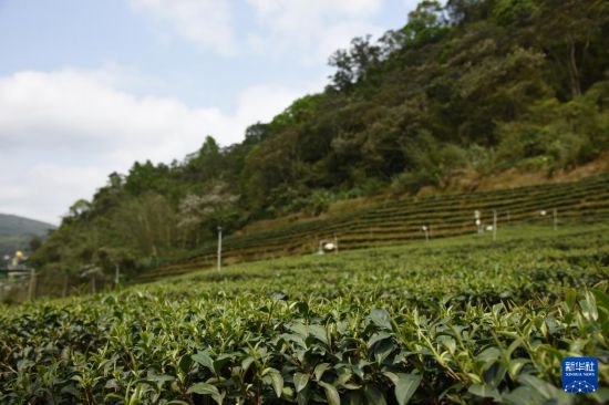 这是新北市坪林区大林里的茶园(4月7日摄)。新华社记者 刘斐 摄