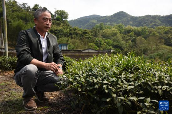 坪林区商圈发展协会理事长高明富在大林里茶园介绍当地茶产业(4月7日摄)。新华社记者 刘斐 摄